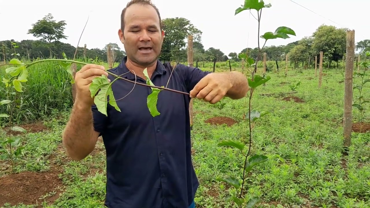 Como sembrar de manera correcta las plantas de maracuyá.
