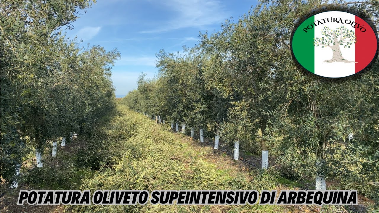 Potatura in Oliveto Superintensivo di varietà Arbequina 