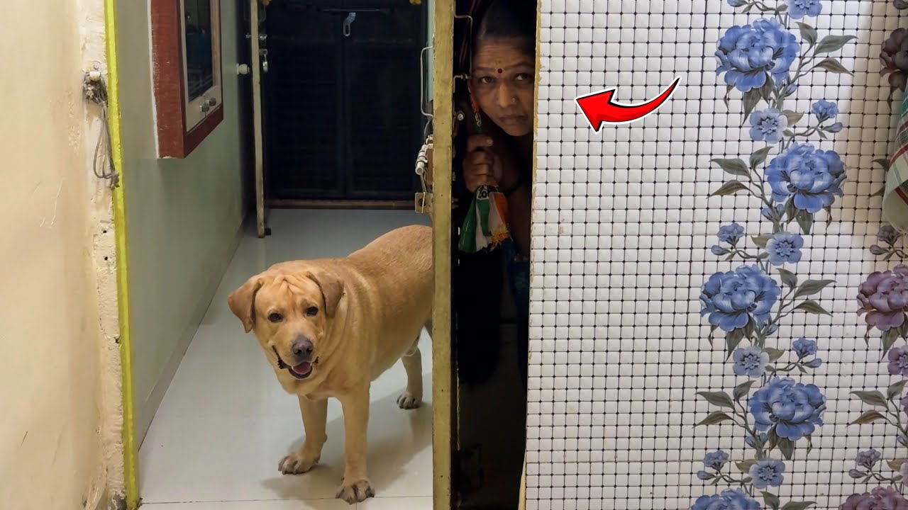 Playing hide and seek with my dog | hide and seek challenge | Simbhu and G |