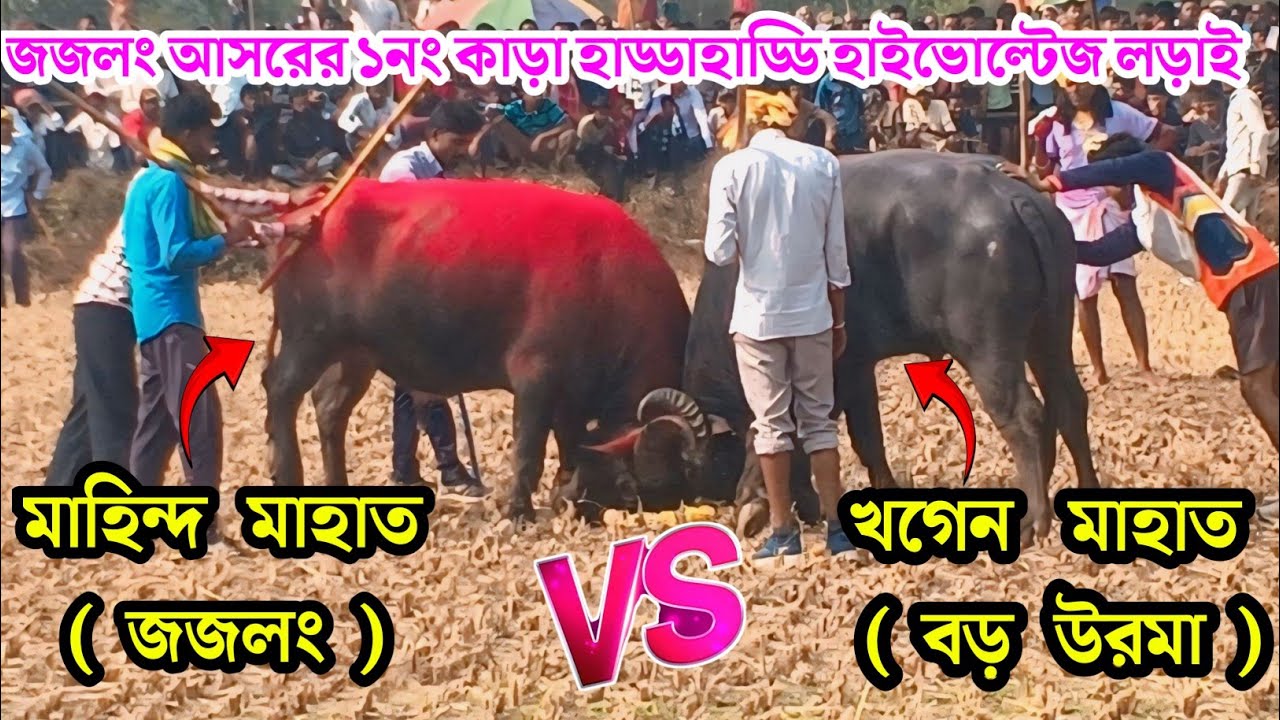 জজলং আসরের ১নং কাড়া হাড্ডাহাড্ডি চোখ তাড়াতাড়ি লড়াই।#jajlong_kara_larai#kara_larai 