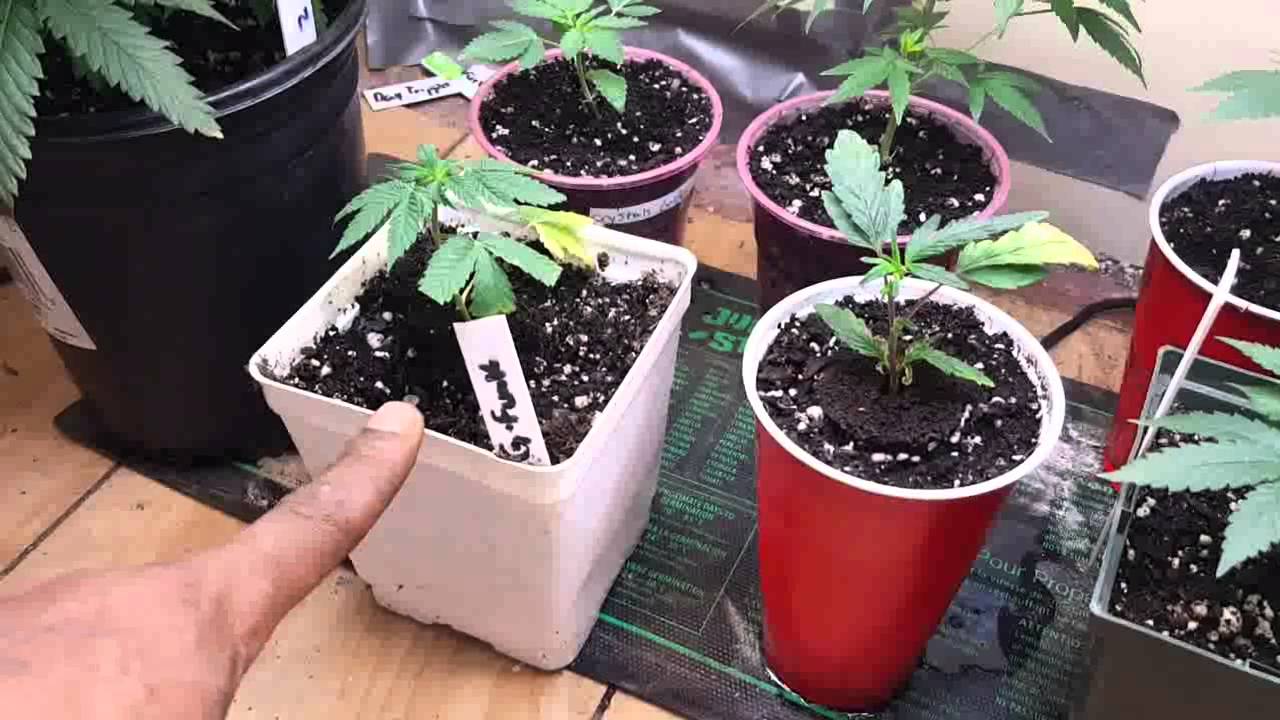 DankLab tv S2 e6 DORM GROW LED G8 900