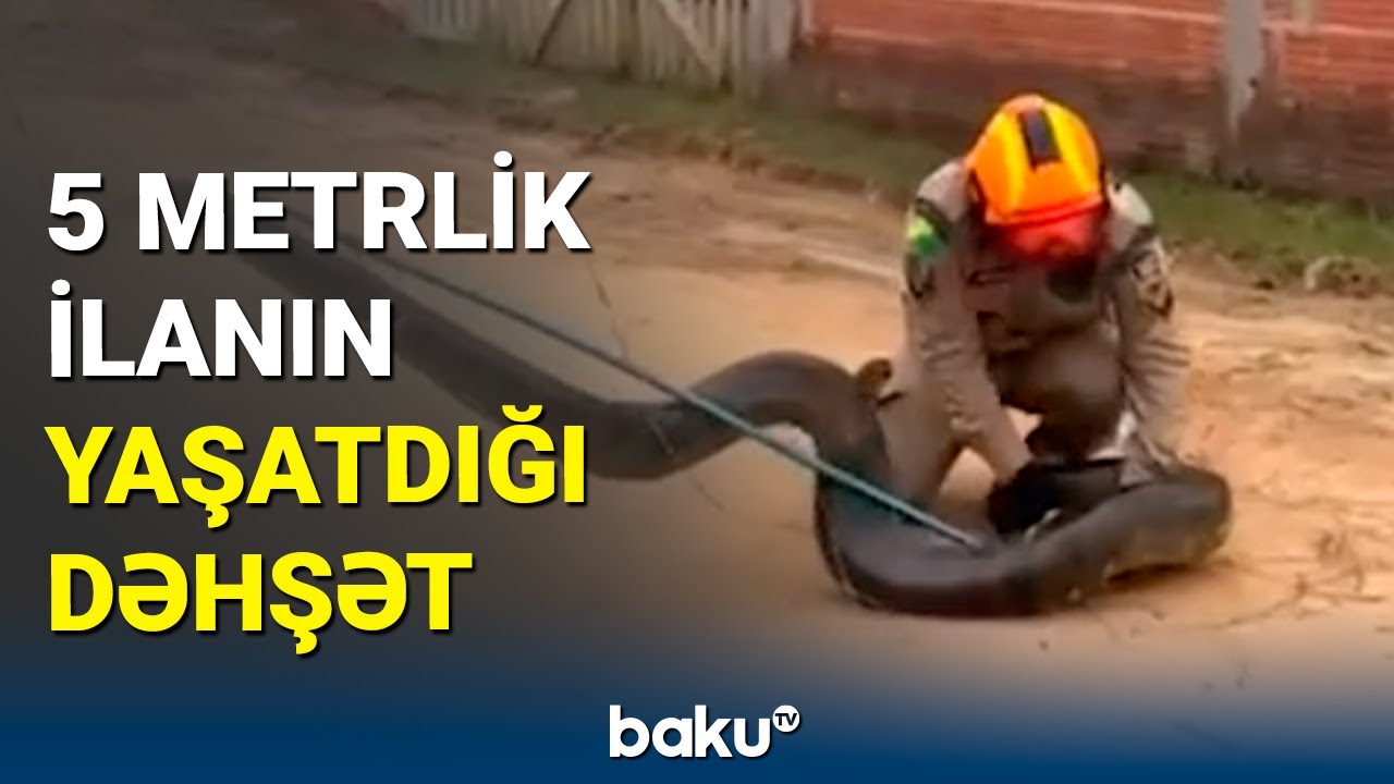 Braziliyada nəhəng ilan xilasedicilərə çətinlik yaşatdı