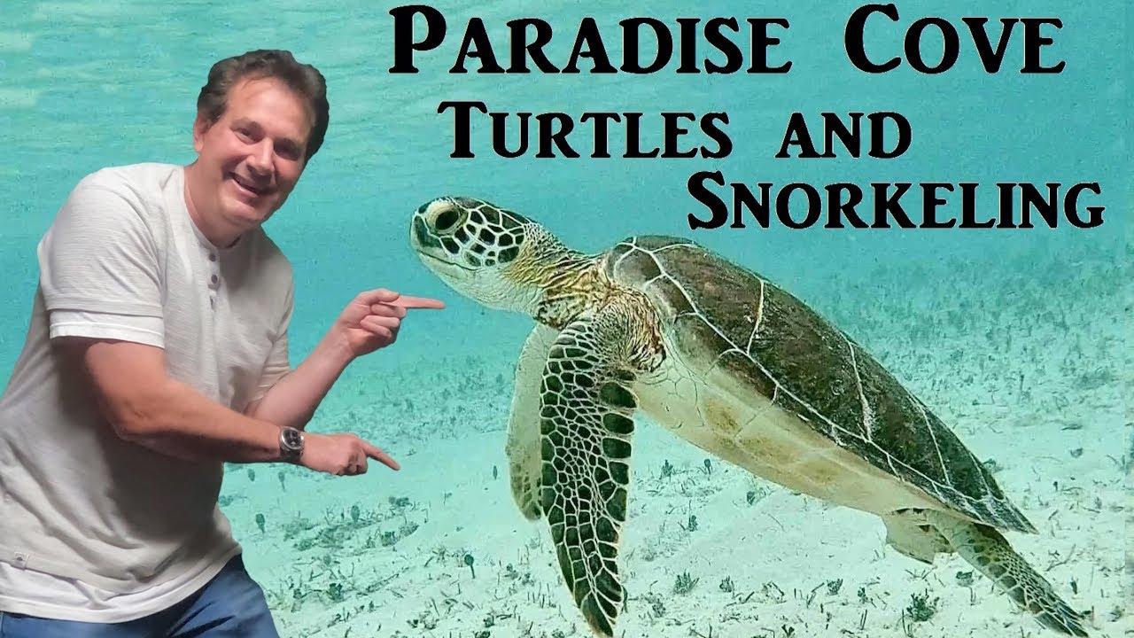 Snorkel With Sea Turtles at Paradise Cove