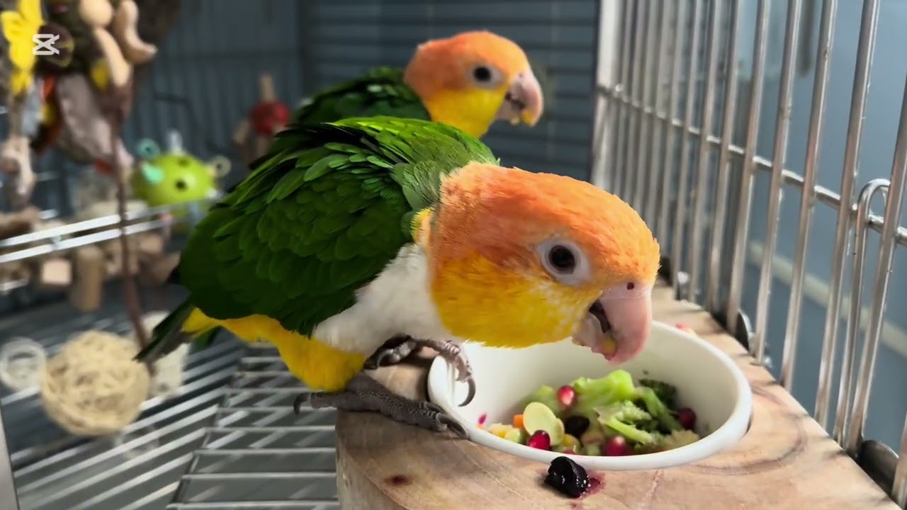2026/02/08蔬果餐