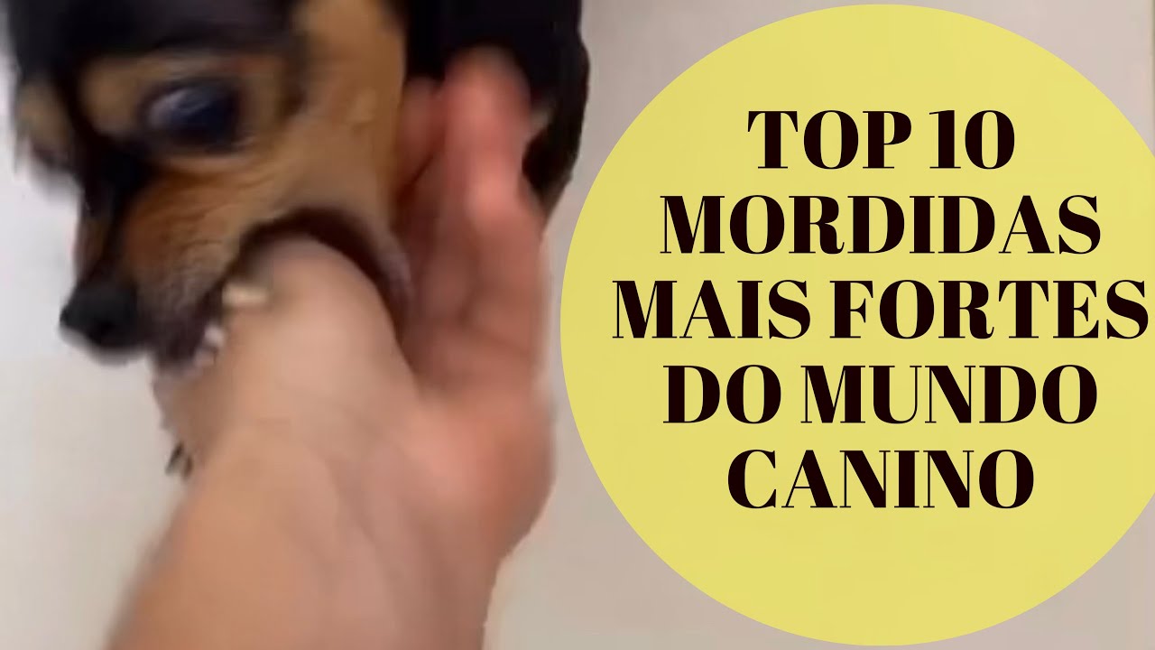 TOP 10 MORDIDAS MAIS PODEROSAS DO MUNDO CANINO