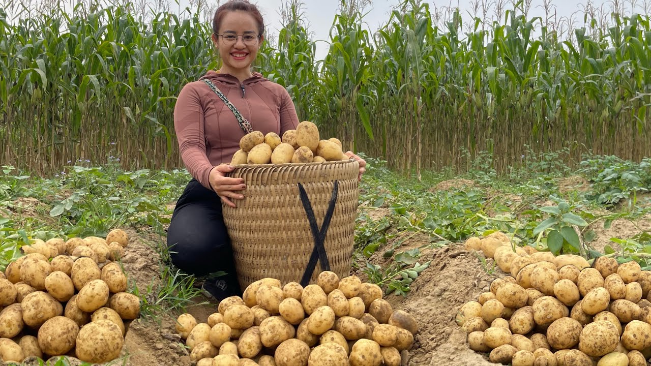 Harvest potatoes on the soil to sell at the market, take care of pigs