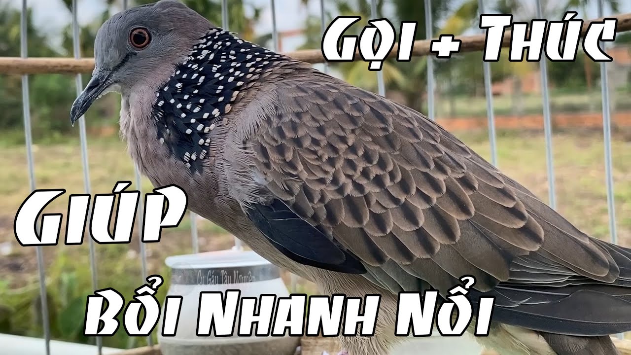 Tiếng Cu Gáy Giọng Hạp BổI Đủ Bài [ GỌI + Thúc ] kích Bổi Nhanh Nổi.Mở lên là bổi gáy lại.cu đất gáy