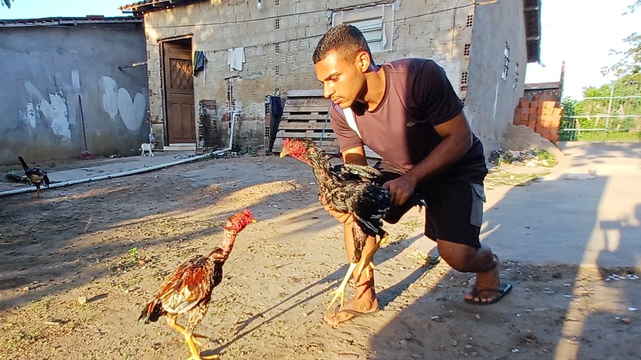 COMO SEPARAR?😱 - VEJO ESSA CRIAÇÃO DE GALO MURA.