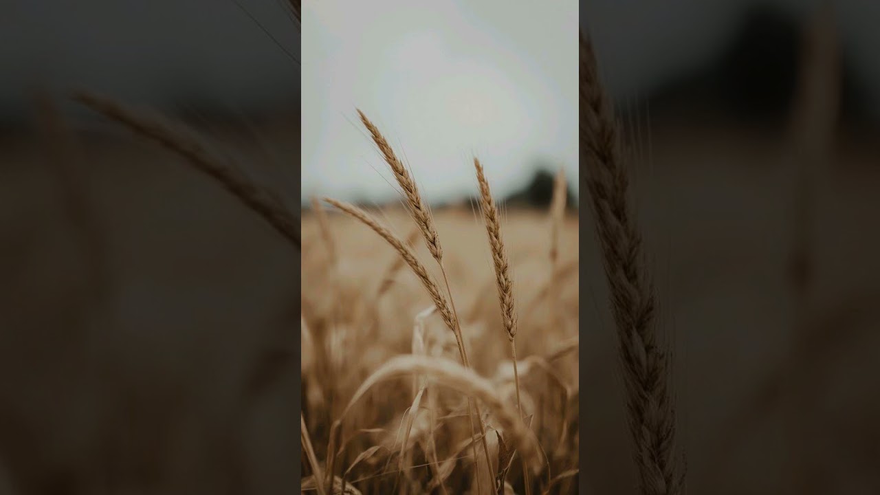 The Melody of the Grasses and the Heart - Based on the Teachings of Rabbi Nachman of Breslov