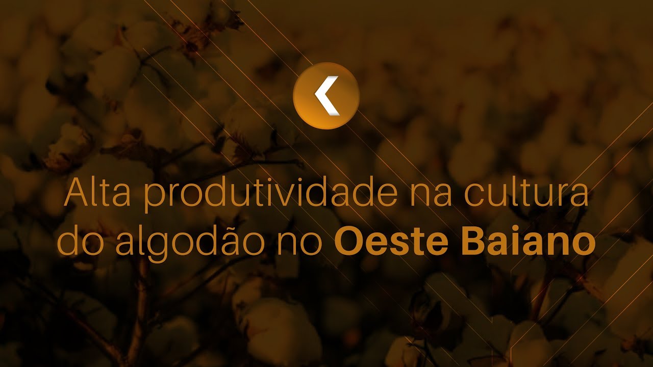 Alta produtividade na cultura do algod&atilde;o no Oeste Baiano | Minuto K