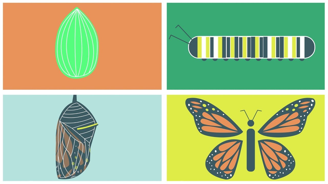 The Butterfly Life Cycle