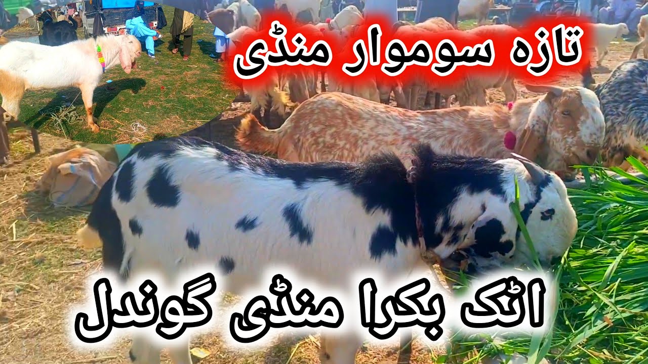 Attock Bakra Mandi Gondal Lastest Updates | Monday Mandi Gondal 