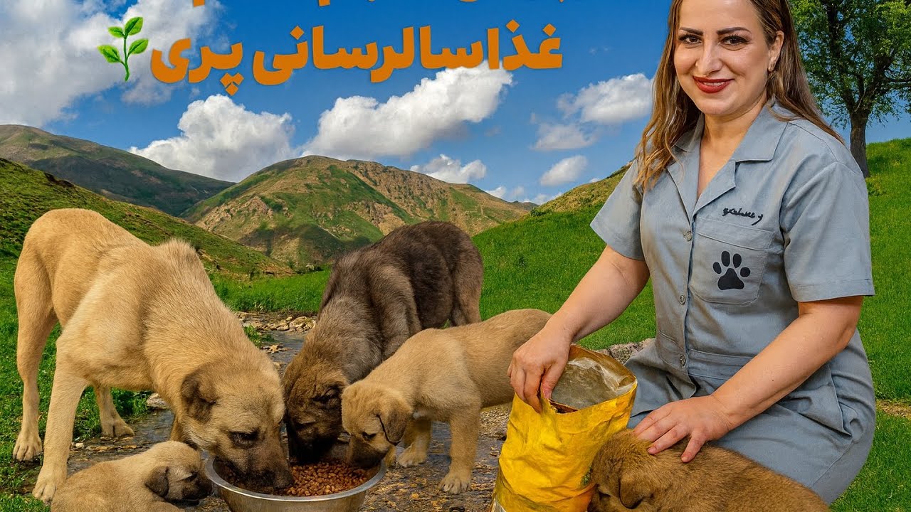اگر ما کمک نکنیم، کی می‌کنه؟ 🐾محبت ما، معجزه‌ی زندگیِ حیوانات ❤️یک لقمه غذا، یک معجزه از محبت؟سگ 