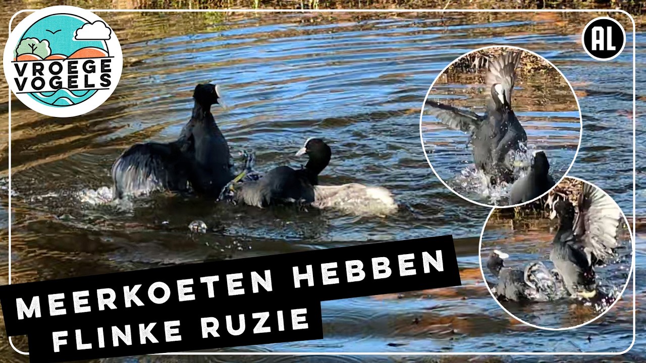 Meerkoetgevecht gaat er heftig aan toe | Zelf Geschoten | Vroege Vogels