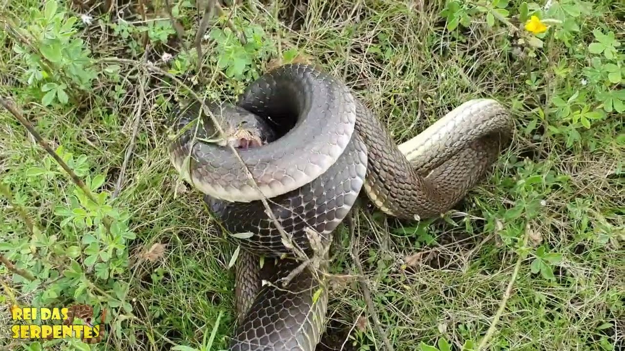 cobra preta e corredeira briga de gigantes