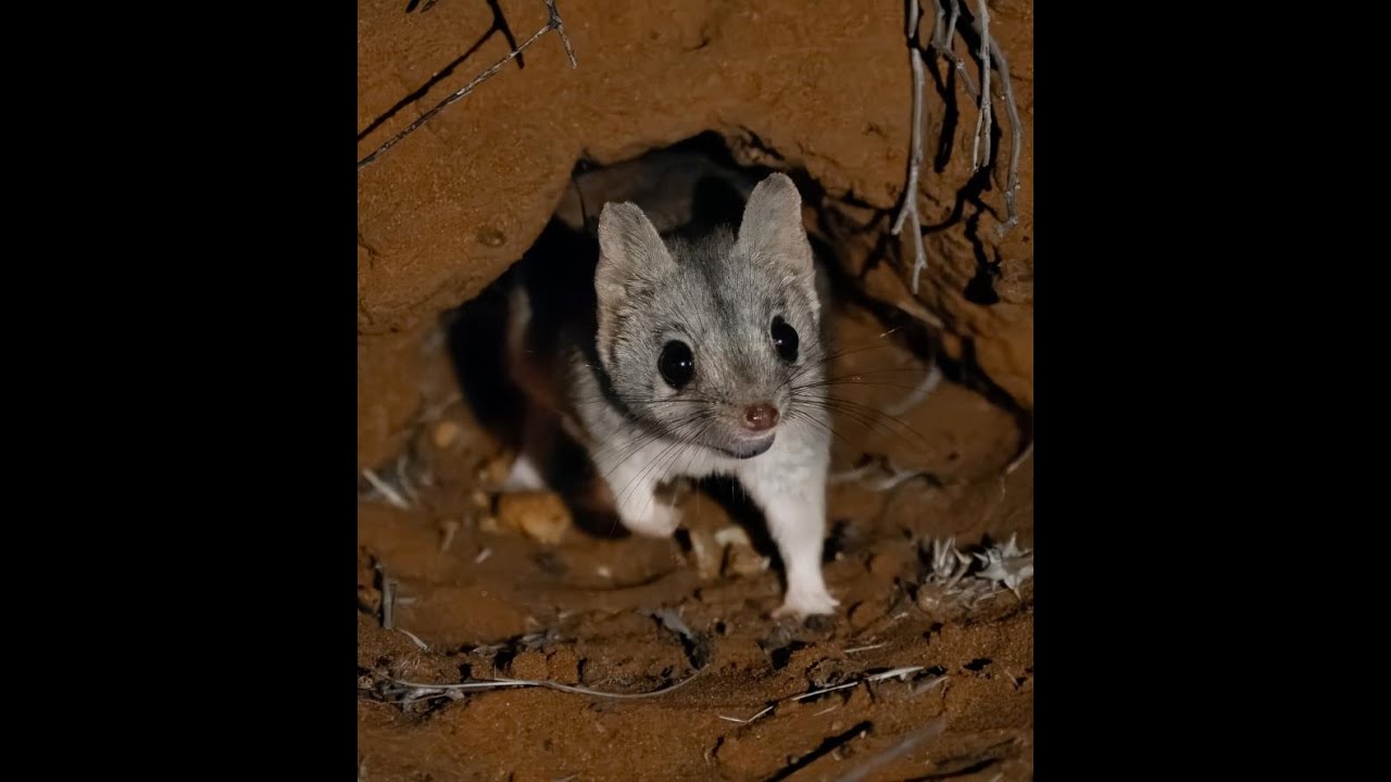 Have you heard of the Kowari?