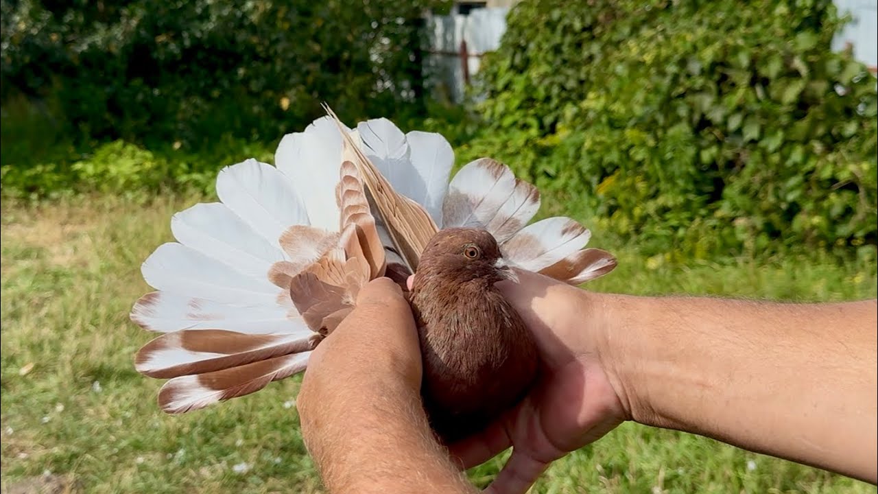 ДЕНЬ ВОЗЛЕ ГОЛУБЕЙ