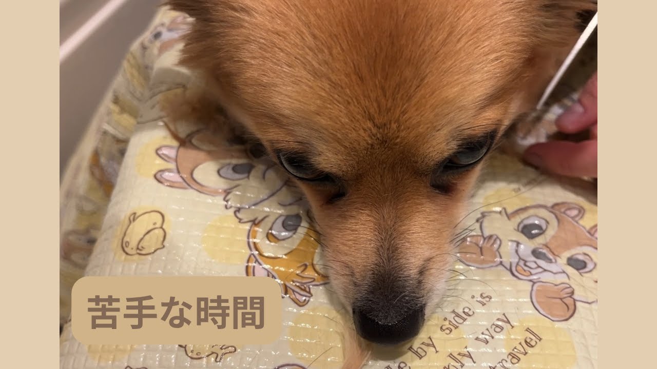 月に一度のカット✂️