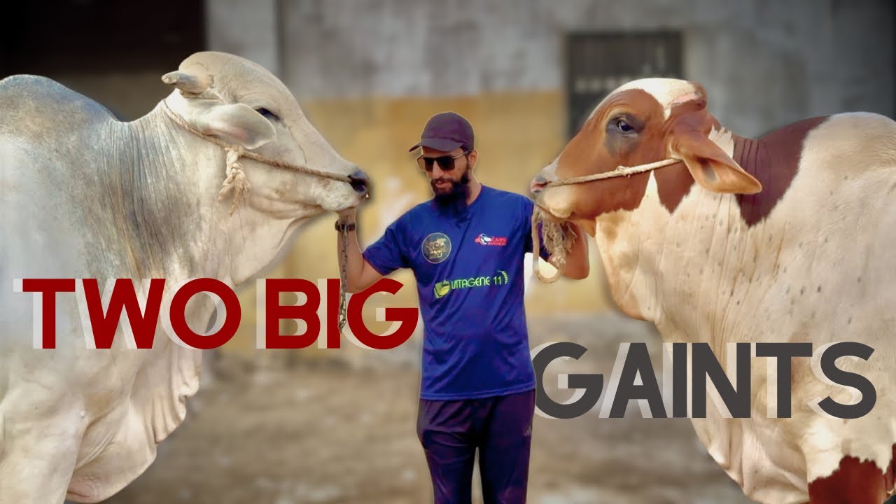 Khushi K Sath Sath Udasi 😕 Mgr Q? | Yaadgar Lamhaat 🥰❤️😍 | AR Maani