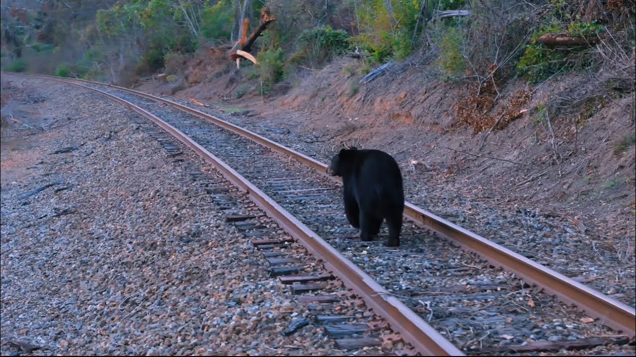 Neighborhood Black Bears in Asheville, NC
