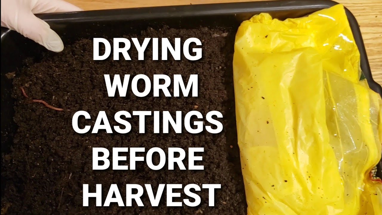 Drying Out Red Wiggler Worm Castings In 4 Month Old Worm Bin | Prepping Coconut Coir Bin For Harvest