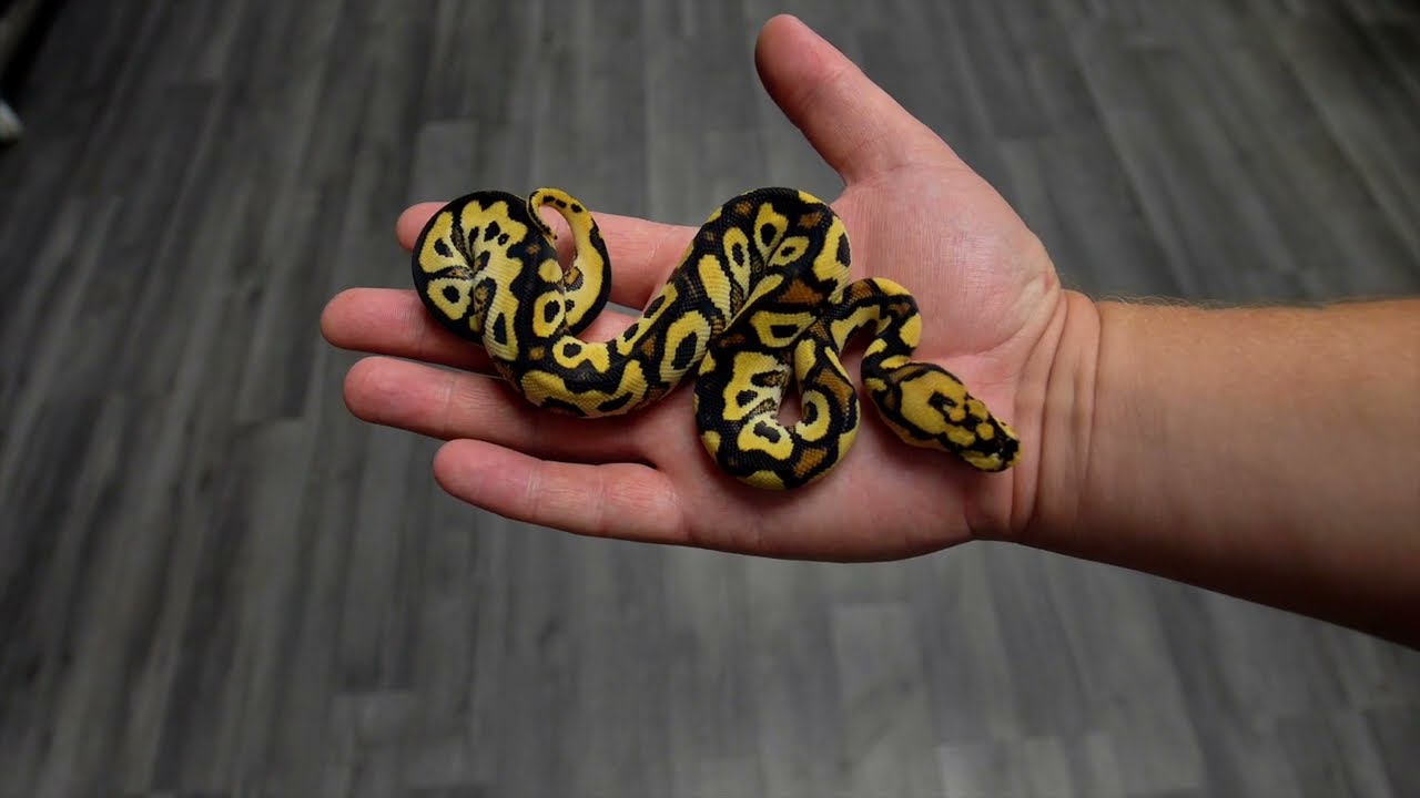 Cypress Leopard Hypo Clown WORLD FIRST! & More!!