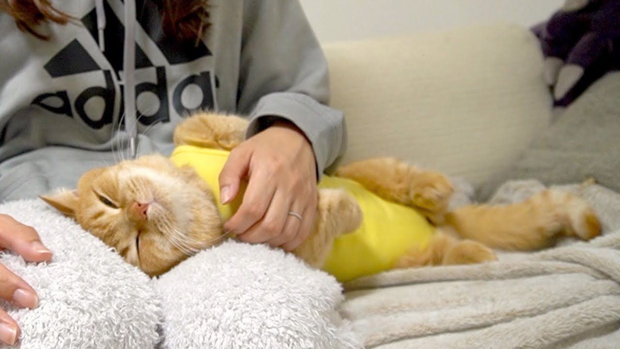 甘えん坊な短足猫の隣に座るとこうなります！-The appearance of a cat being sweet is cute.-