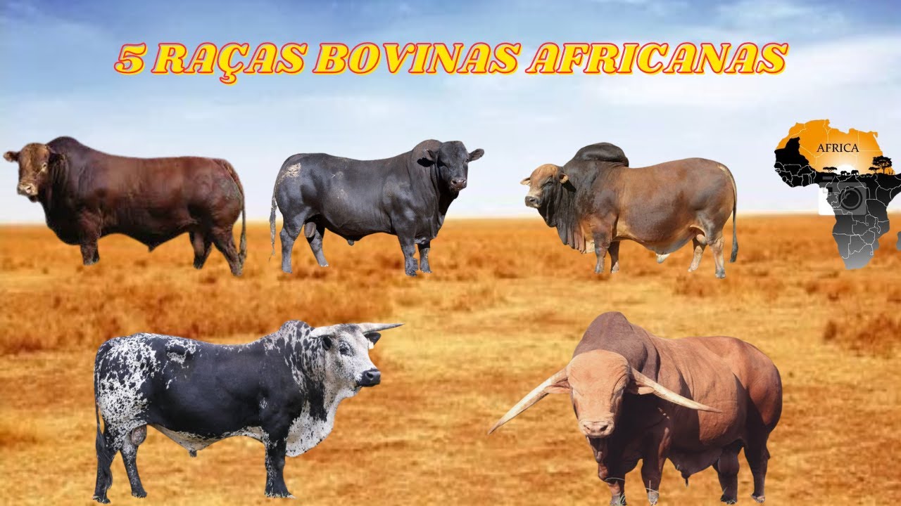 Savana em Foco:  Uma Investigação Sistemática de 5 Raças Bovinas Africanas!
