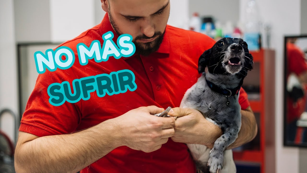 🐕 Unboxing cortauñas eléctrico para perros