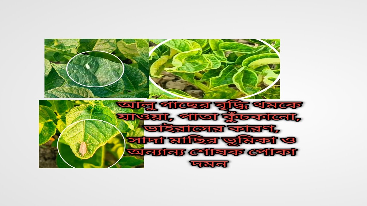 আলু ফসলের সাদা মাছি, জাব পোকা, জ্যাসিড ও অন্যান্য শোষক পোকা আইপিএম পদ্ধতিতে  দমন ও নিরাপদ আলু উৎপাদন