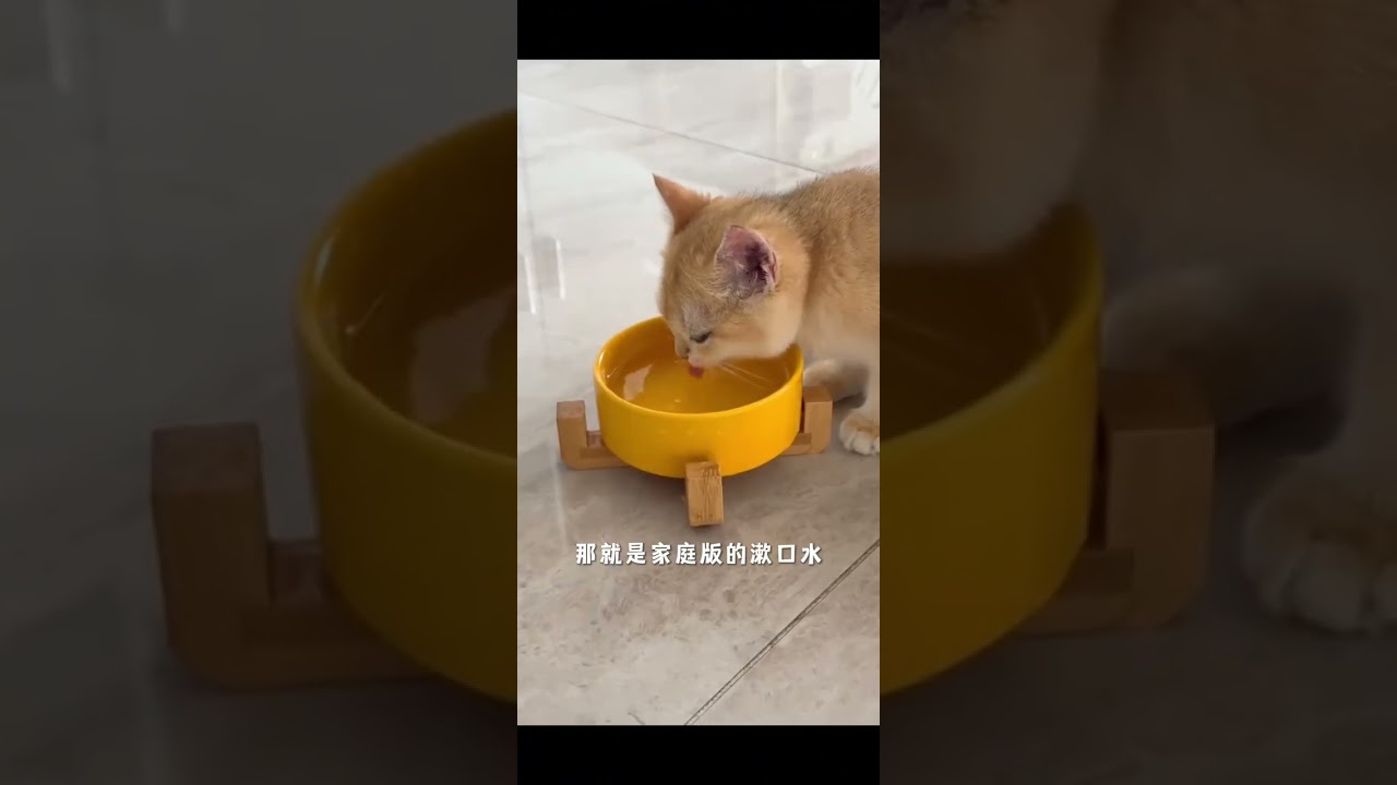 Four types of water that cats must never drink