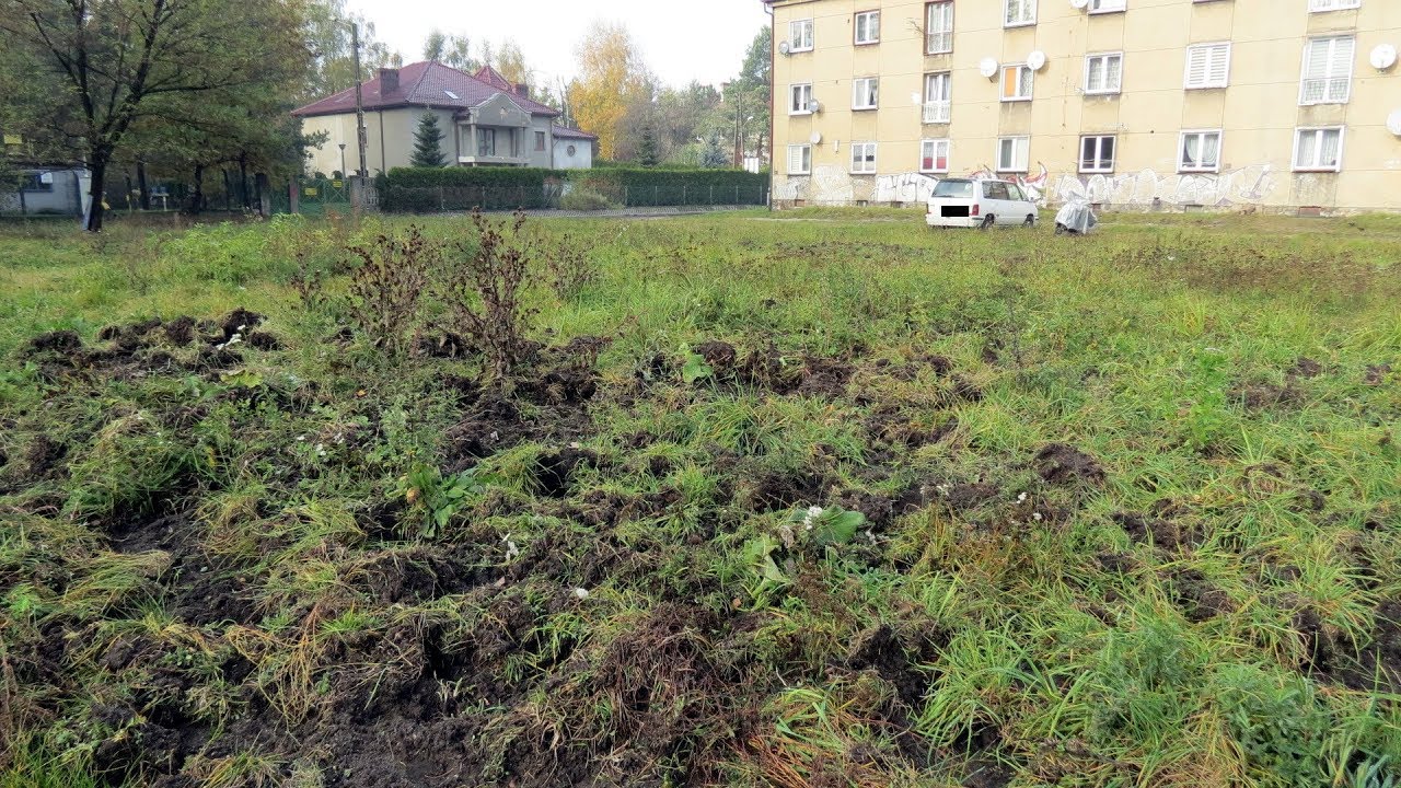 Dziki ryją w Rybniku-Boguszowicach