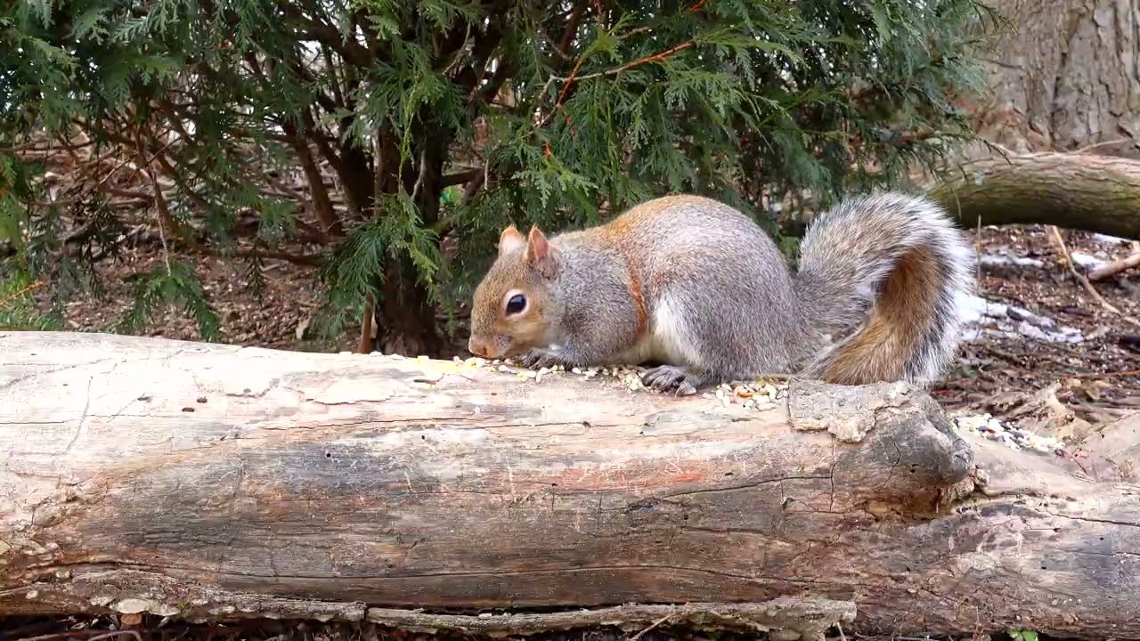Cat TV Squirrels & Birds 🌲 Backyard Wildlife by the Log | 4 Hours 4K No Midroll Ads