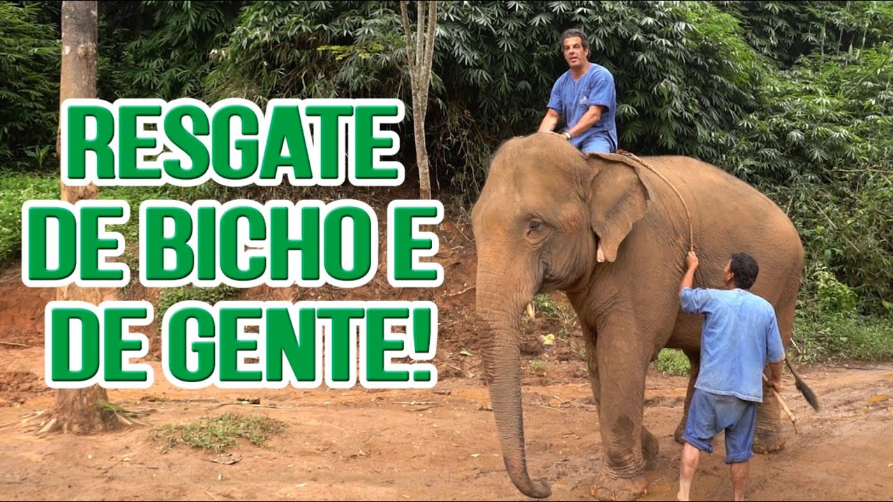 O santuário na Tailândia que resgata elefantes e educa a comunidade