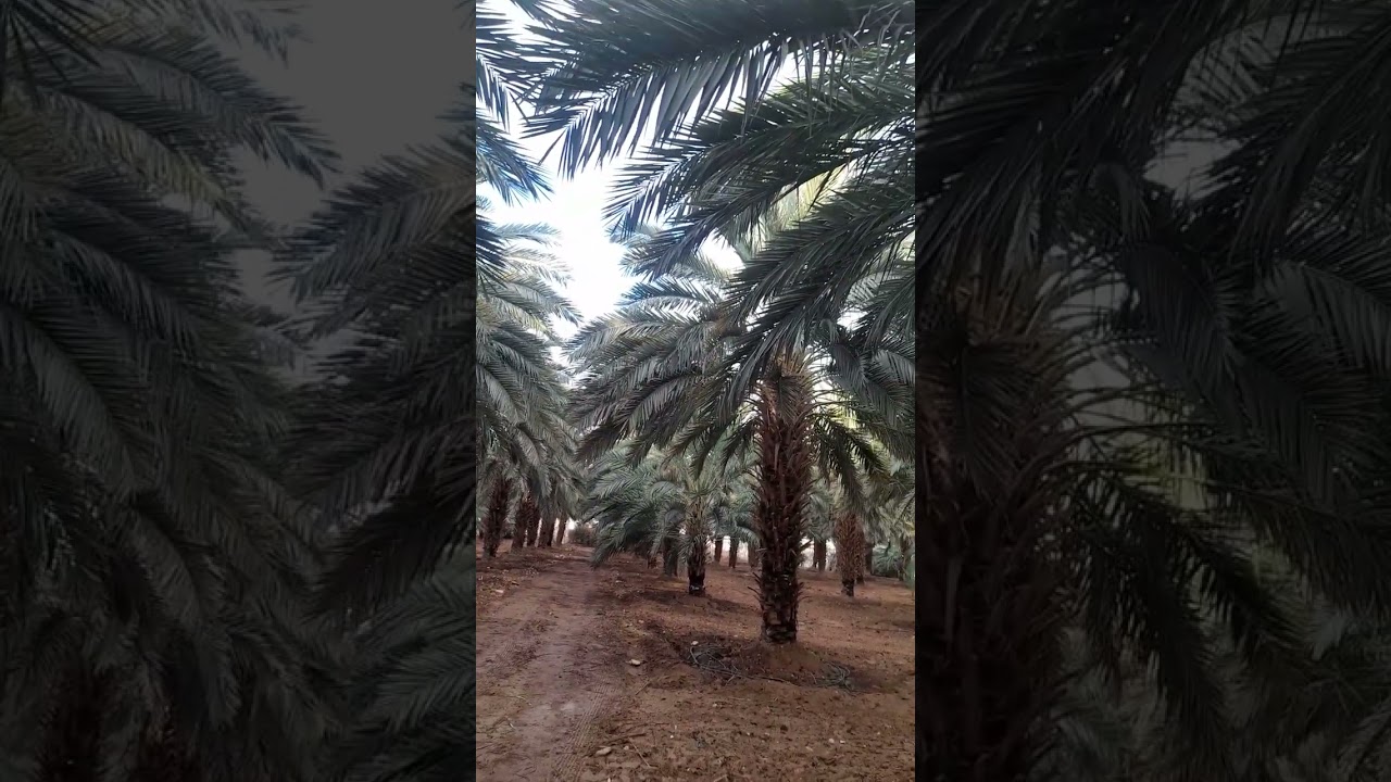 رش النخيل بعد سقوط الامطار بالمبيدات الفطرية. 