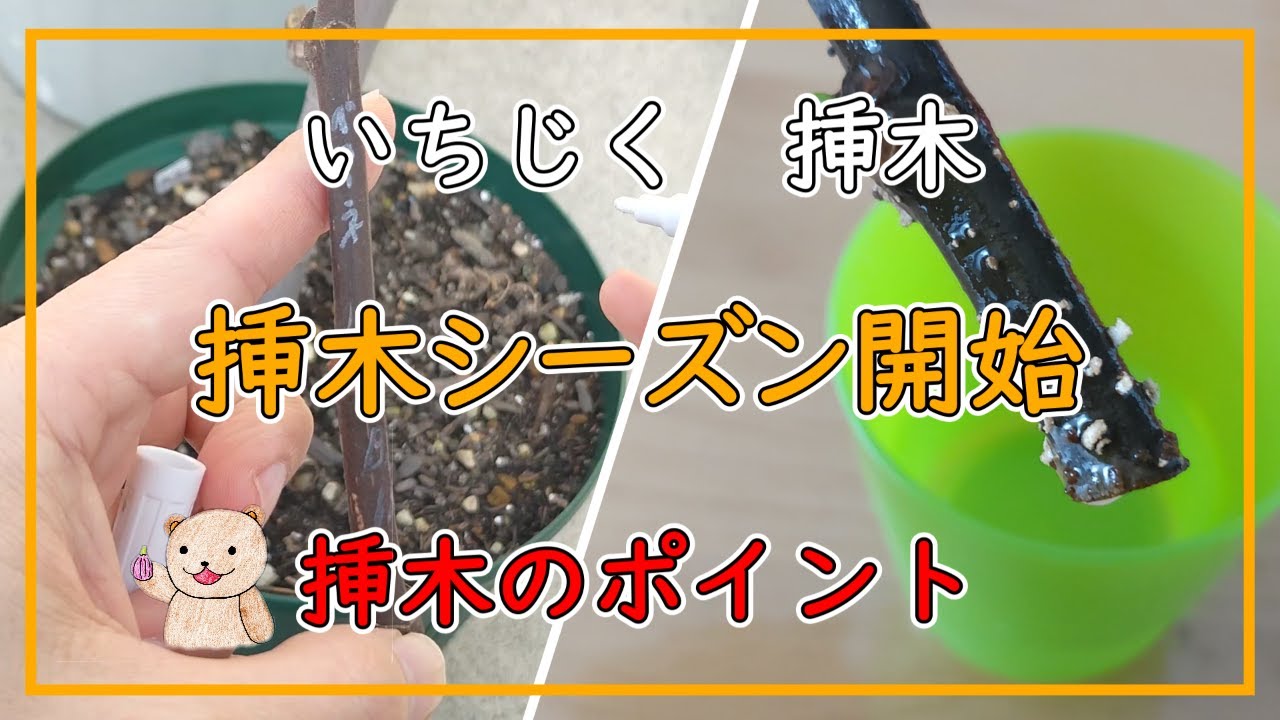【いちじく】挿木のポイント  早めの挿木開始