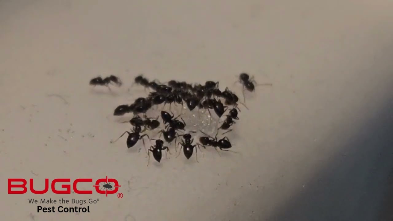 Get Rid of Sugar Ants Permanently