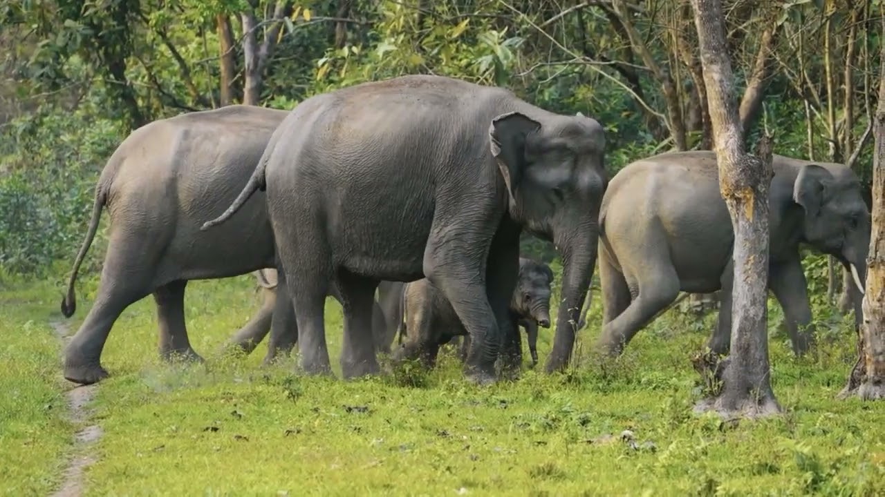 Elephant relaxing meditation music for sleep