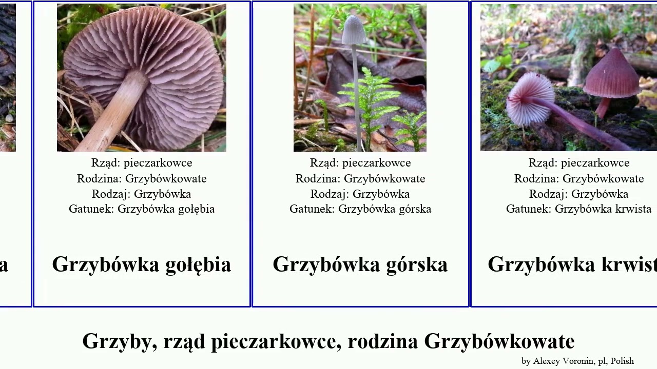 Grzyby, rząd pieczarkowce, rodzina Grzyb&oacute;wkowate grzyb&oacute;wka mycena hemimycena alba fungus maculata