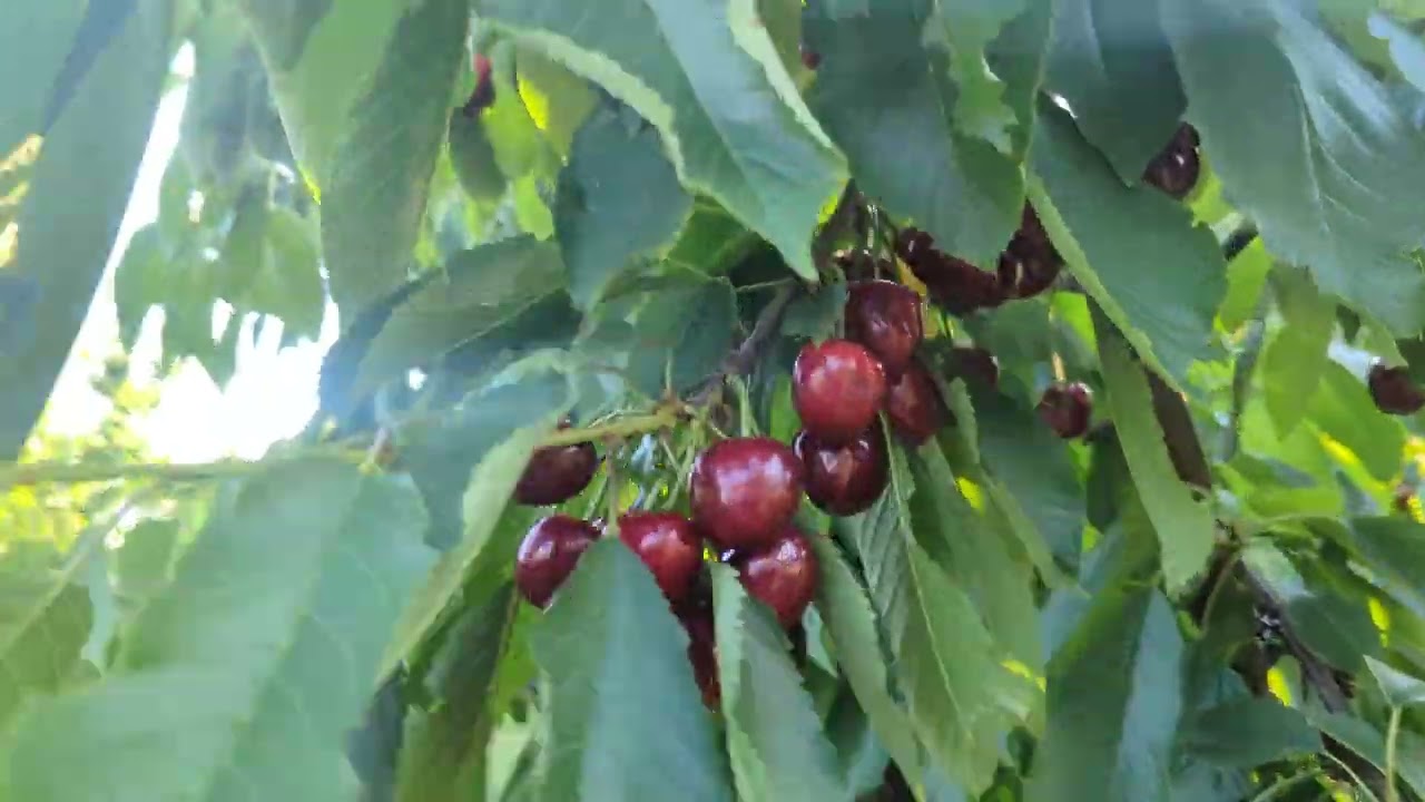 Regina Cherry variety.12/6/22. Harvest time.Gisela 6 Rootstock.