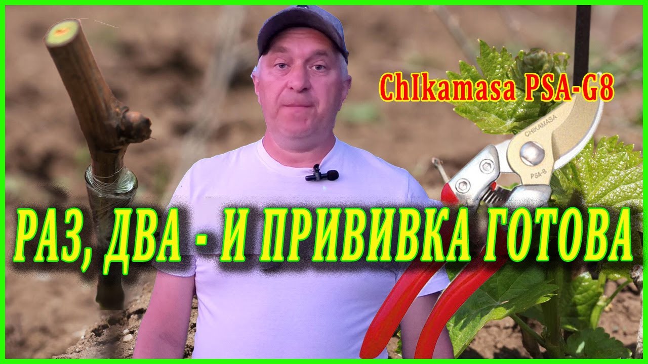 Как ПРОСТО сделать прививку ВИНОГРАДА 2024.