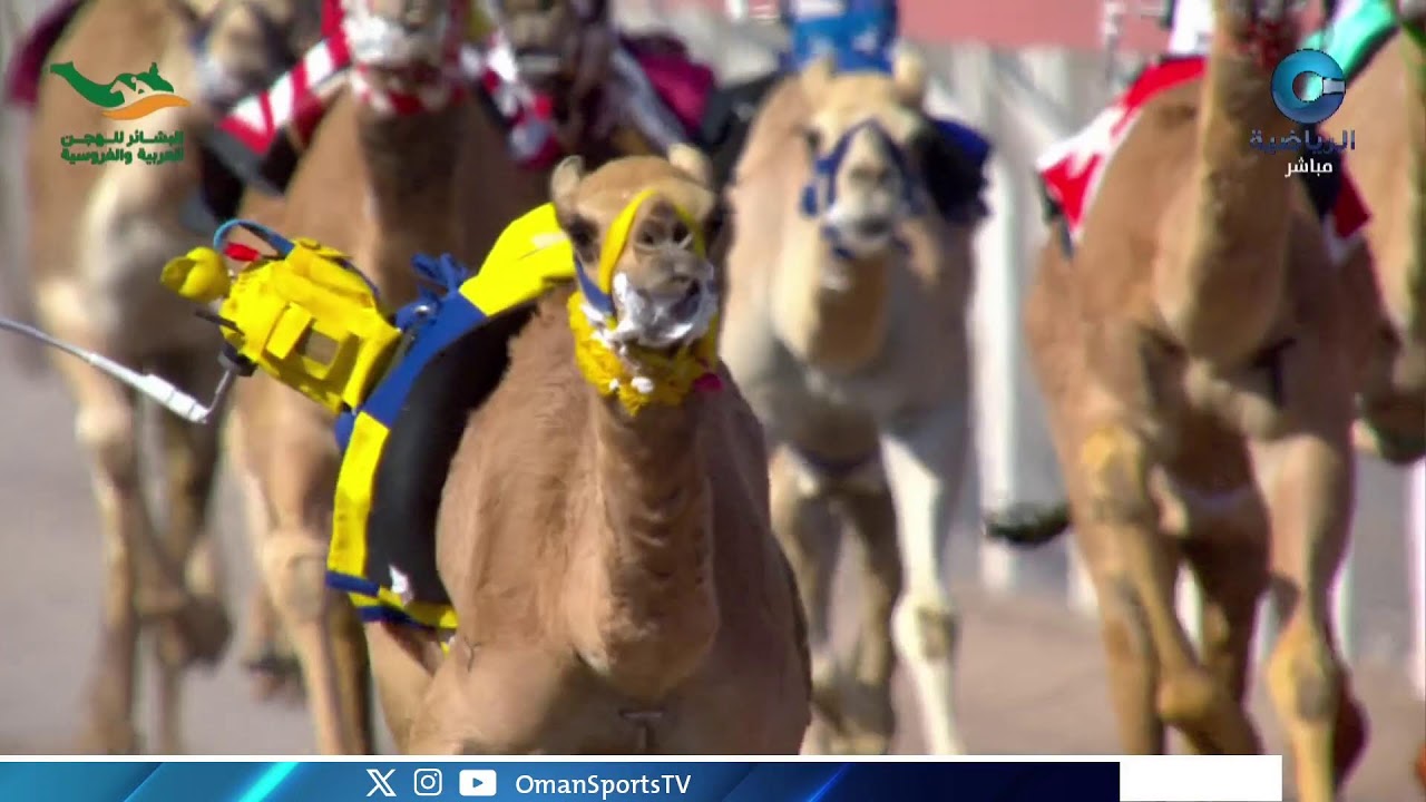 ‏بث مباشر | مهرجان البشائر السنوي التاسع لسباقات الهجن العربية 2026م