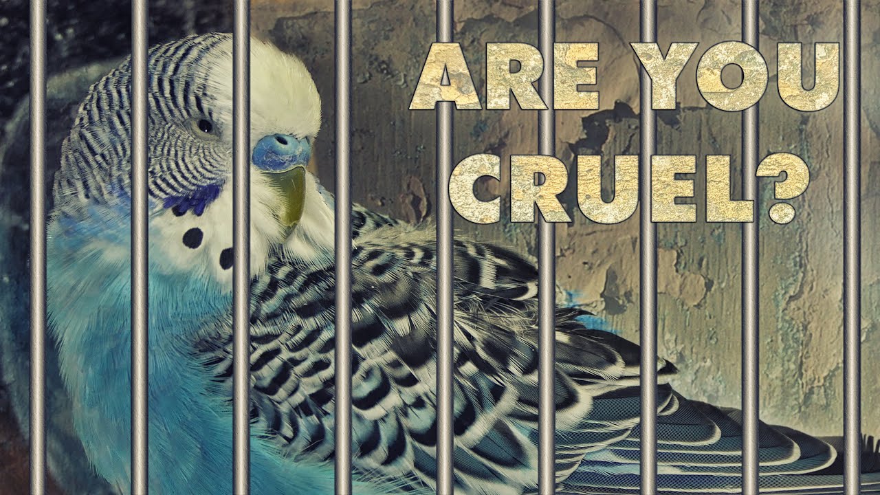 Is it Cruel to keep Budgie in a Cage? 😥