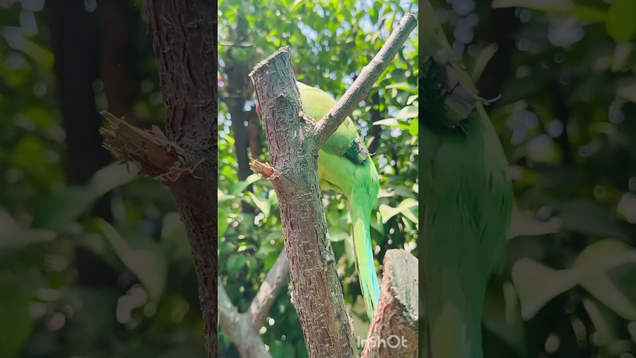 sweet voice of my cute parrot #talkingparrot #talkingbird #petbird #sweetvoice #cute