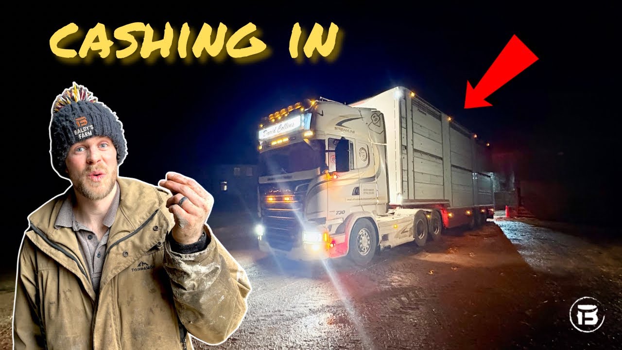 Beef Price Is Flying | Cattle Minerals | Balloons Everywhere!