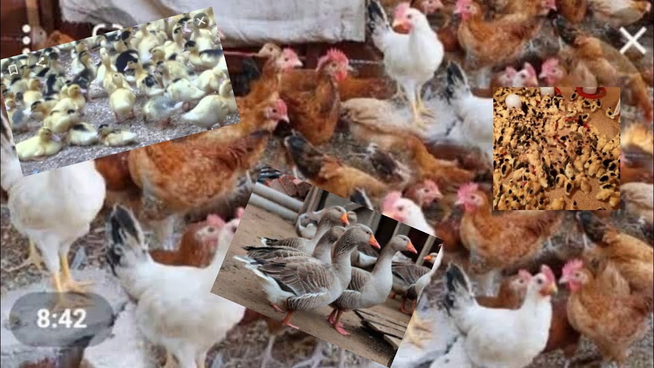 #كل يوم هجاوب عن اسئله عن الطيور 🦆🐔#الايد الشقيانه كسبانه 🦆🐓🐔