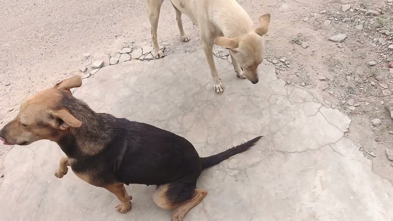 Fun with our dog 🐕 must watch this video 📷