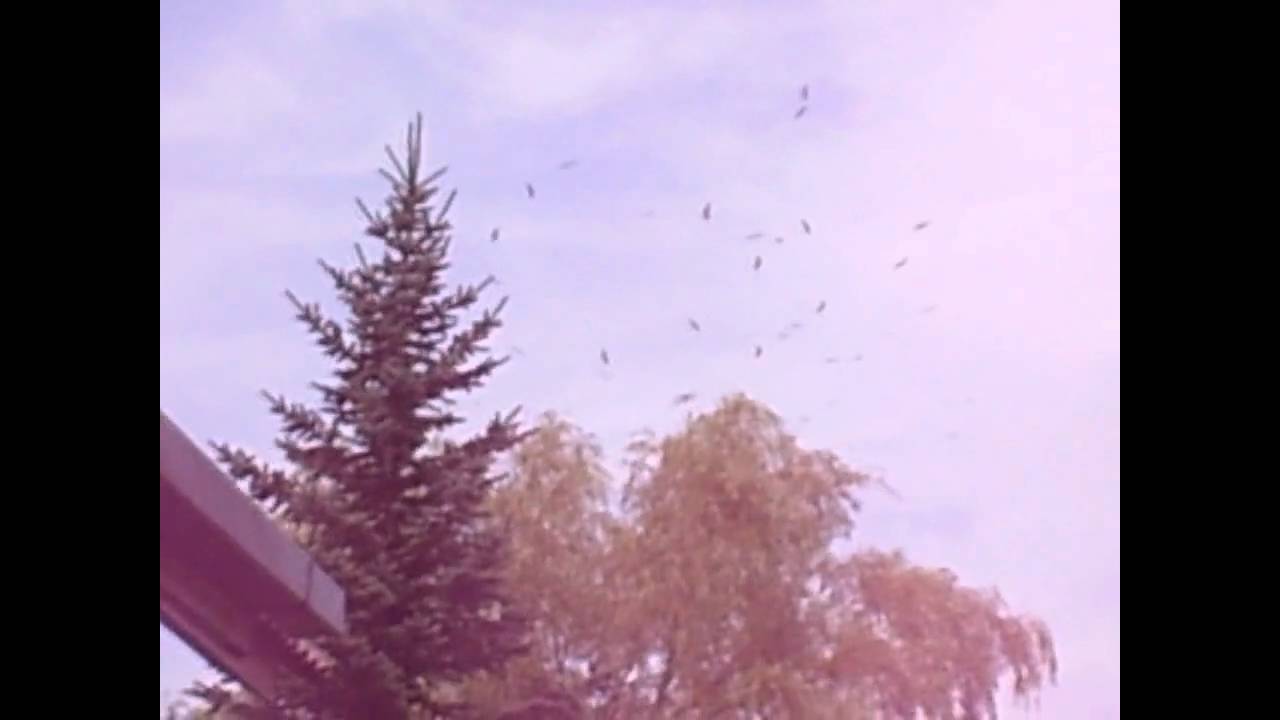 Gandrai Taujūnuose