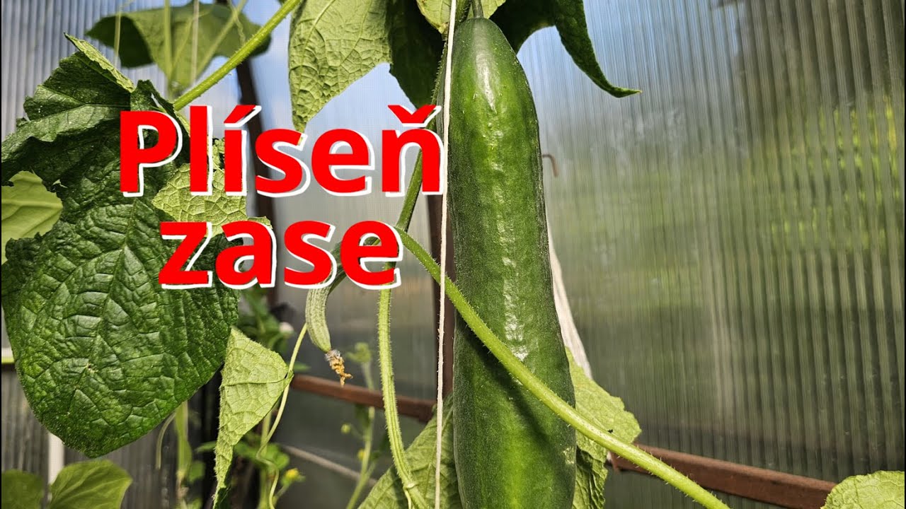 🦠 OKURKY v Krizi! Plíseň & Sviluška útočí! 🥒 Jak bojujeme? 🥵 #GARDEN