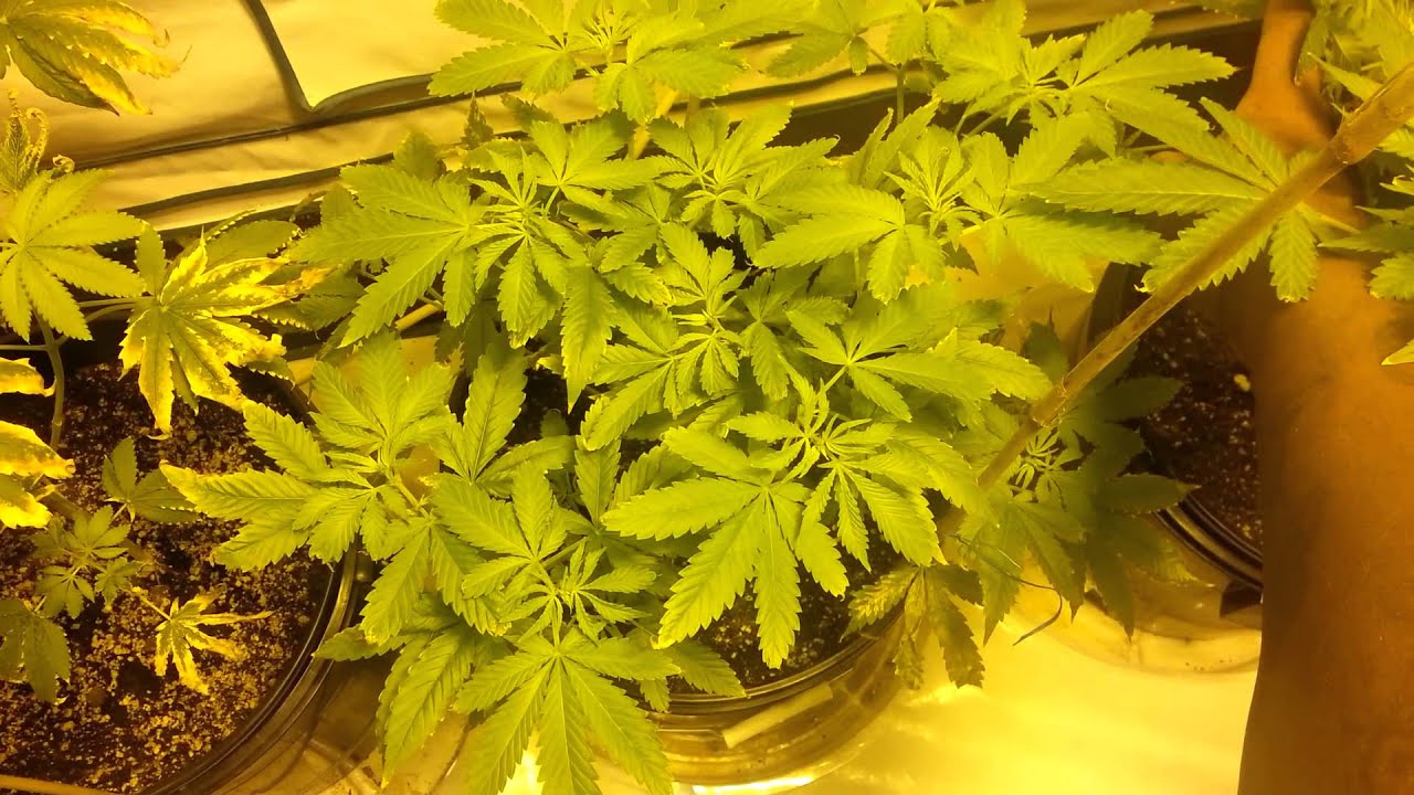 White cookies & Crown Royal week 1 of flowering